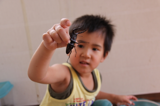 クワガタを捕まえる男の子